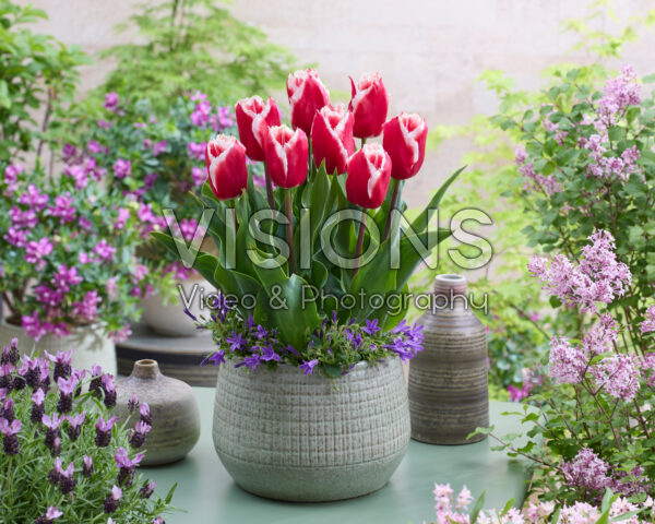 Tulipa Canasta