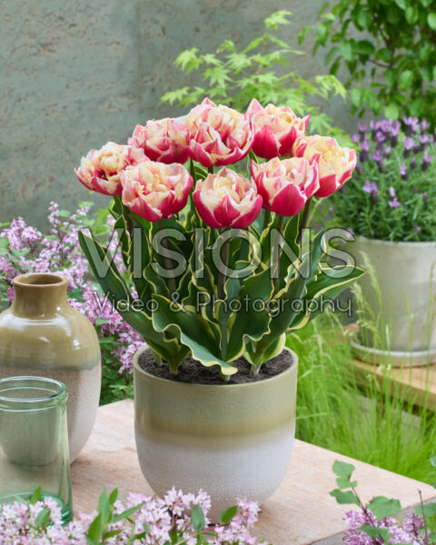 Tulipa Toplips