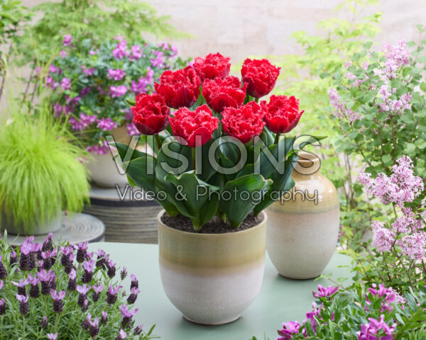Tulipa Bendigo Tulipa Bendigo