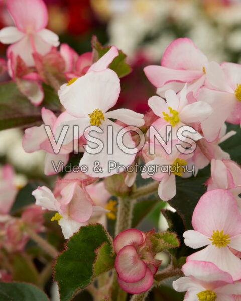 Begonia x hybrida Braveheart Berose Begonia x hybrida Braveheart Berose