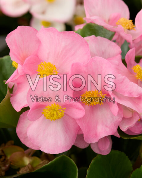 Begonia x hybrida Tophat™ Pink