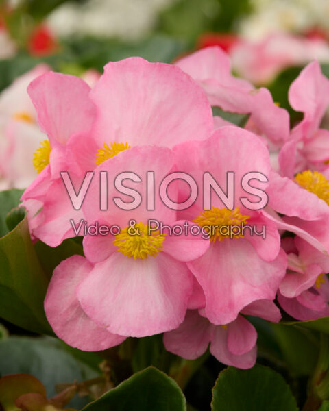Begonia x hybrida Tophatâ„¢ Pink Begonia x hybrida Tophatâ„¢ Pink