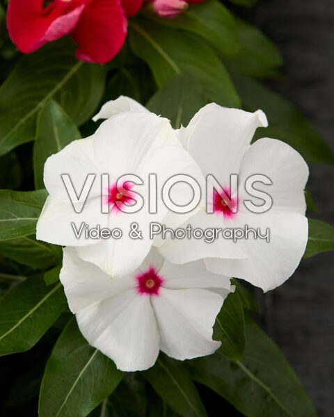 Catharanthus roseus SunJewels bicolour Catharanthus roseus SunJewels bicolour