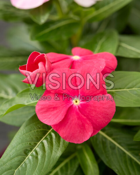 Catharanthus roseus SunStorm® rood