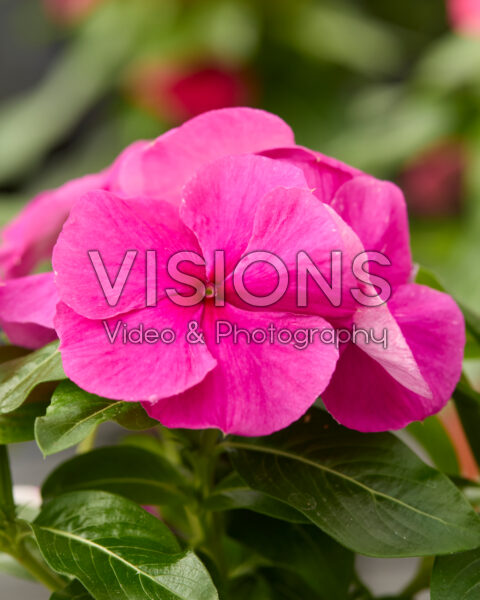 Catharanthus roseus Blockbuster™ pink