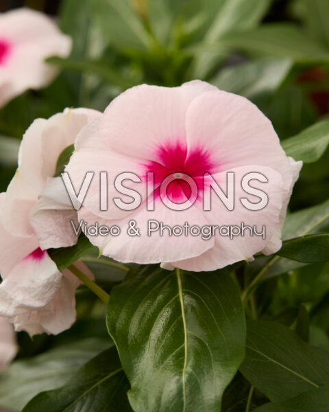 Catharanthus roseus Cora® Cascade XDR tweekleurig Catharanthus roseus Cora® Cascade XDR tweekleurig
