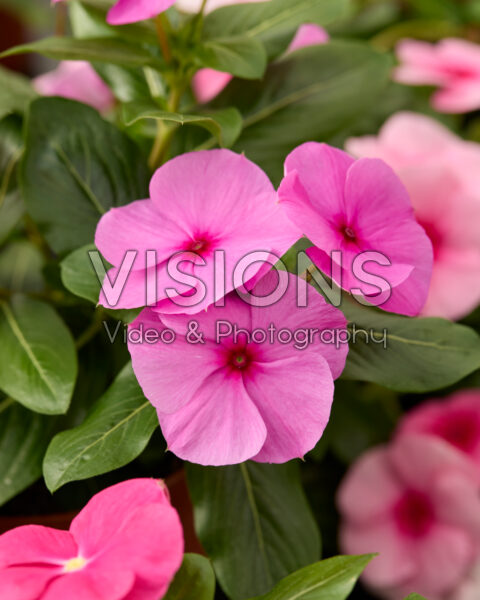 Catharanthus roseus Cora® Cascade XDR pink