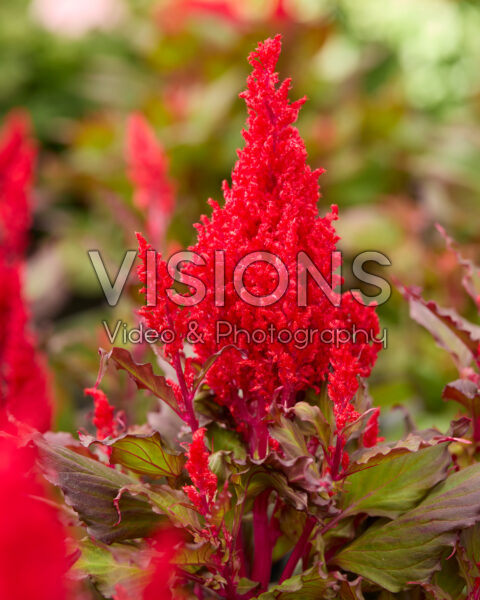 Celosia plumosa Bright Sparks™ Bright Red Bronze Leaf Celosia plumosa Bright Sparks™ Bright Red Bronze Leaf