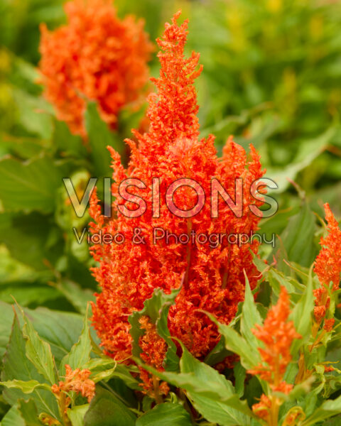 Celosia plumosa Bright Sparks™ Scarlet Imp. Celosia plumosa Bright Sparks™ Scarlet Imp.