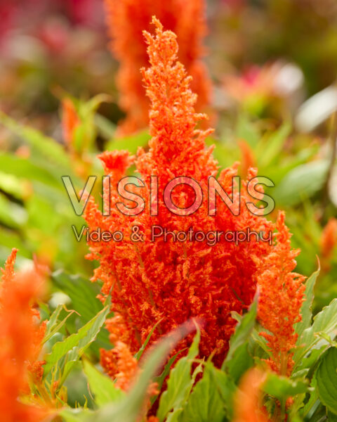 Celosia plumosa Bright Sparks™ Scarlet Imp.