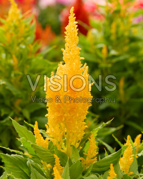 Celosia plumosa Bright Sparks™ Yellow Imp. Celosia plumosa Bright Sparks™ Yellow Imp.
