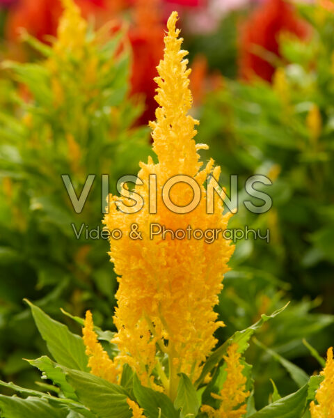 Celosia plumosa Bright Sparks™ Yellow Imp.