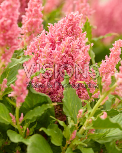 Celosia plumosa Bright Sparks™ Pink