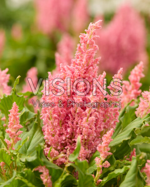 Celosia plumosa Bright Sparks™ Pink