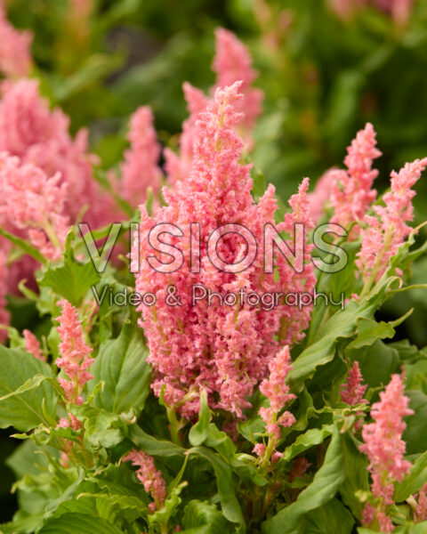 Celosia plumosa Bright Sparks™ Pink Celosia plumosa Bright Sparks™ Pink