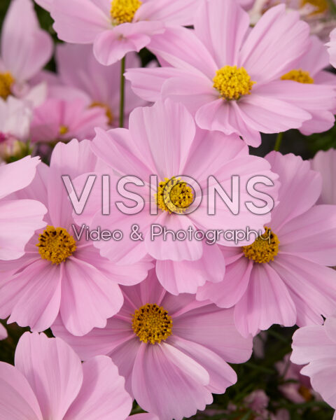 Cosmos bipinnatus Apollo™ Pink Cosmos bipinnatus Apollo™ Pink