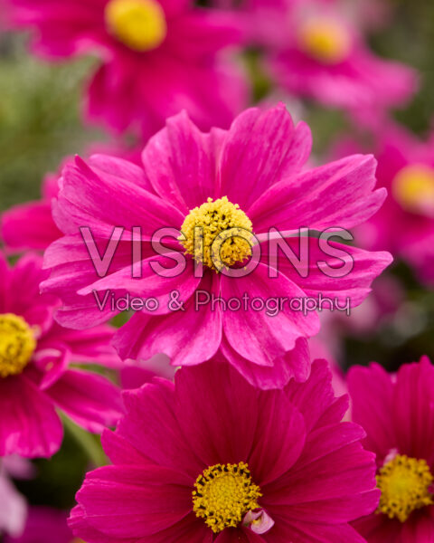 Cosmos bipinnatus Apollo™ Bright Carmine Cosmos bipinnatus Apollo™ Bright Carmine