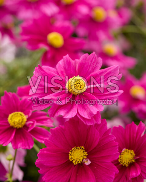 Cosmos bipinnatus Apollo™ Bright Carmine Cosmos bipinnatus Apollo™ Bright Carmine
