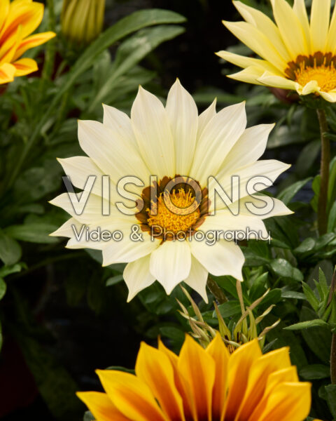 Gazania rigens Kiss™ wit Gazania rigens Kiss™ wit