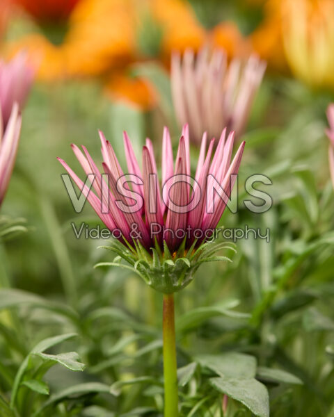 Gazania rigens Kiss™ pink Gazania rigens Kiss™ pink