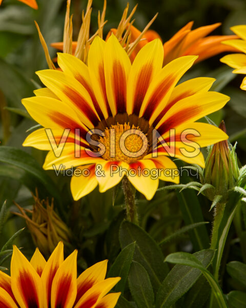 Gazania rigens Kiss™ Flame Gazania rigens Kiss™ Flame