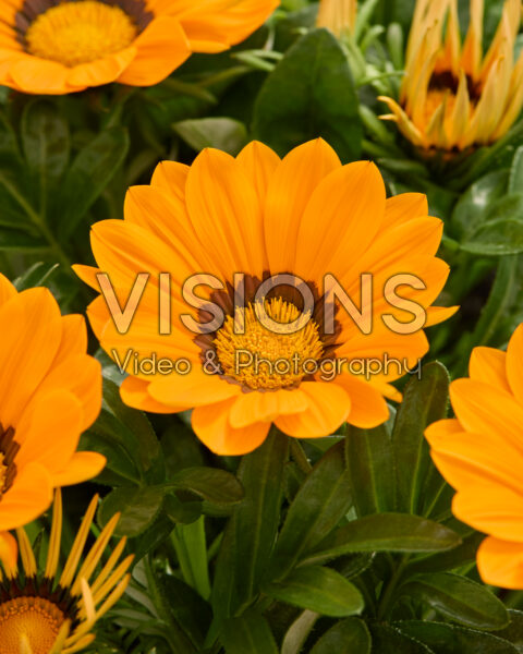 Gazania rigens Big Kiss™ oranje Gazania rigens Big Kiss™ oranje