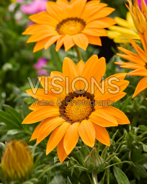 Gazania rigens Gazoo® orange Gazania rigens Gazoo® orange