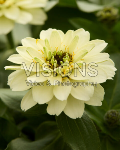 Zinnia Zydeco™ White