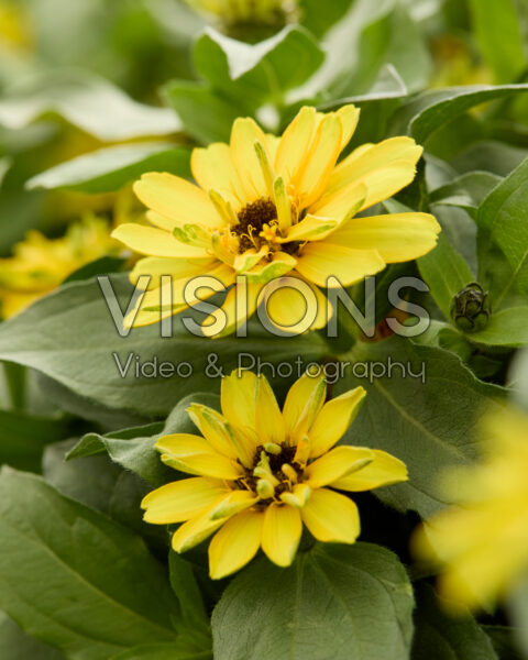 Zinnia Zydeco™ Deep Yellow