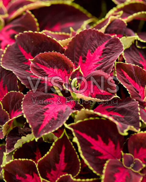 Coleus scutellarioides Mezmerize Chocolate Rose Coleus scutellarioides Mezmerize Chocolate Rose