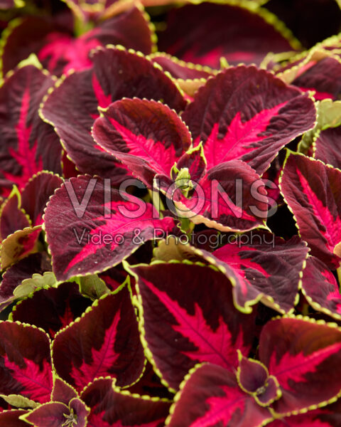 Coleus scutellarioides Mezmerize Chocolate Rose