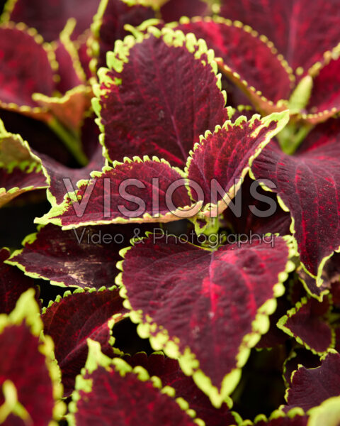 Coleus scutellarioides Mezmerize Chocolate Lime Edge Coleus scutellarioides Mezmerize Chocolate Lime Edge