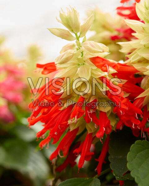 Salvia splendens Flipside