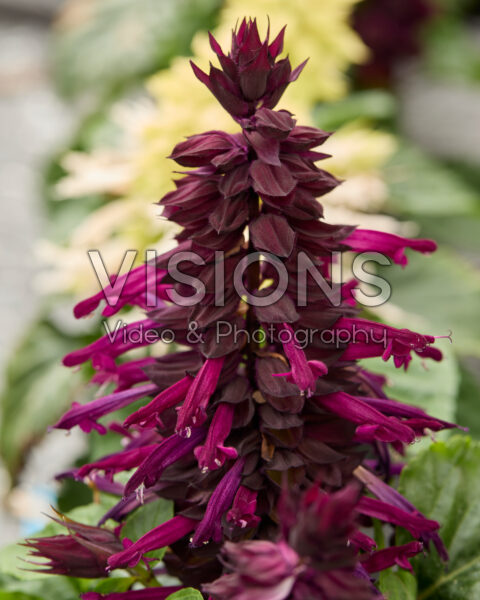 Salvia splendens Mojave Purple