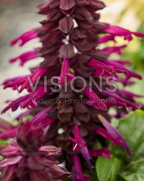 Salvia splendens Mojave Purple