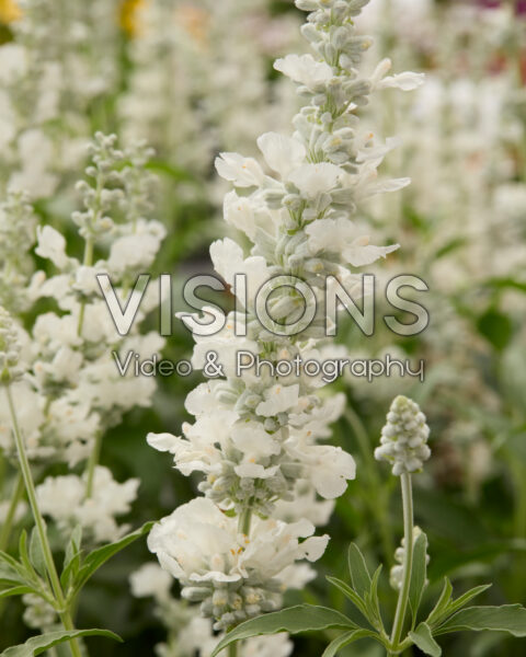 Salvia farinacea Victoria White