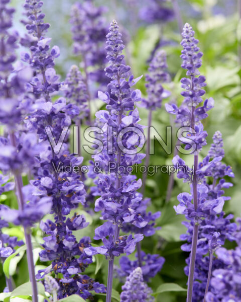 Salvia farinacea Victoria Blue Salvia farinacea Victoria Blue