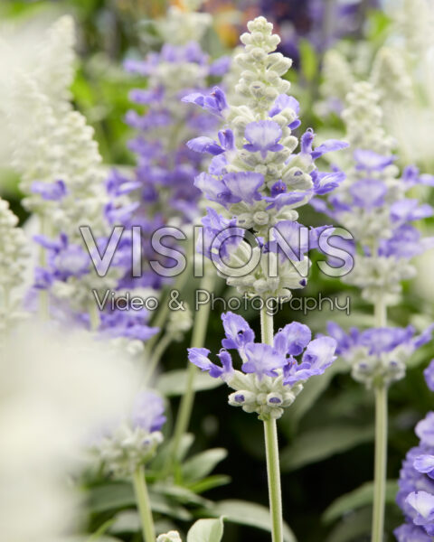 Salvia farinacea Strata Blue and White