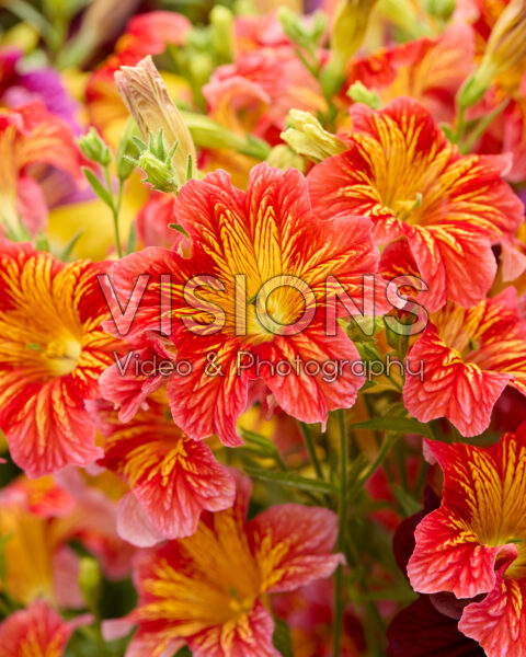Salpiglossis sinuata Royale red Salpiglossis sinuata Royale red