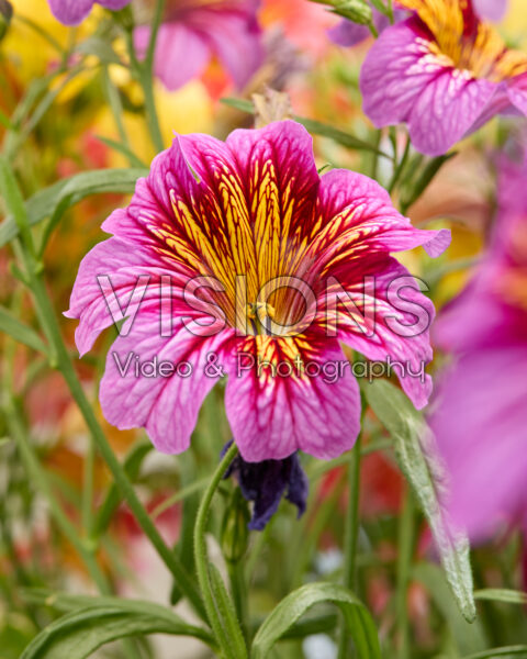 Salpiglossis sinuata Royale pink Salpiglossis sinuata Royale pink