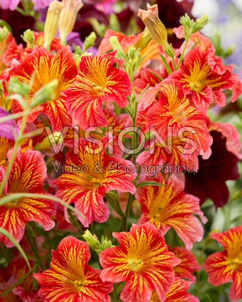 Salpiglossis sinuata Royale rood Salpiglossis sinuata Royale rood