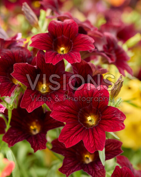 Salpiglossis sinuata Royale bordeaux Salpiglossis sinuata Royale bordeaux