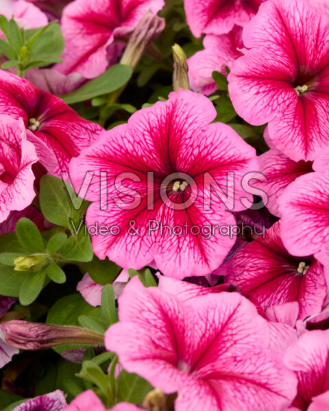 Petunia multiflora Damask™ Rose Veined Petunia multiflora Damask™ Rose Veined