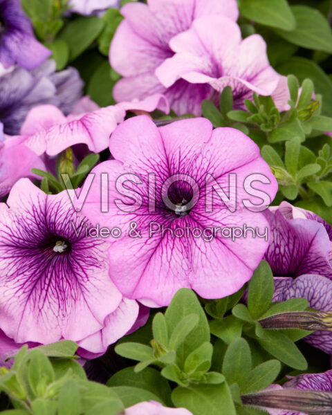 Petunia multiflora Damask™ Purple Veined