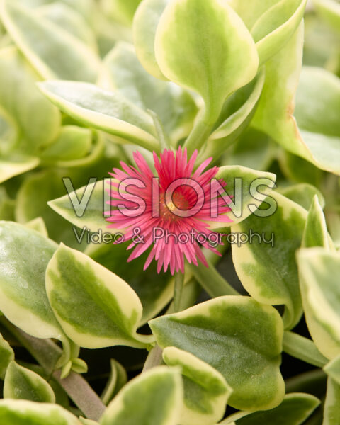 Aptenia cordifolia Mezoo™ Trailing Red Aptenia cordifolia Mezoo™ Trailing Red