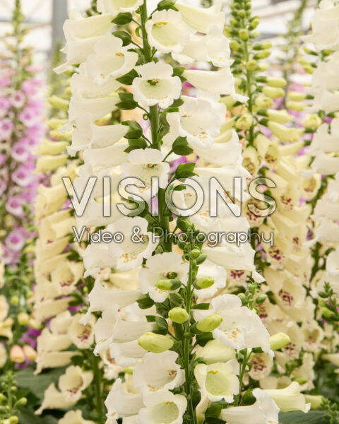 Digitalis purpurea Camelot White Digitalis purpurea Camelot White