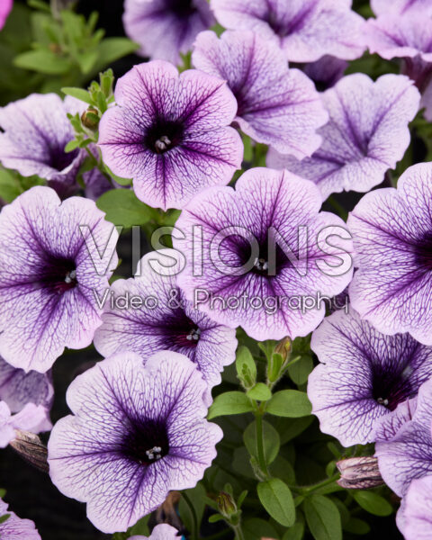 Petunia Sanguna® Lilac Vein