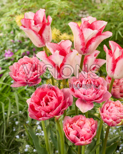 Tulipa Aveyron, Beautytrend