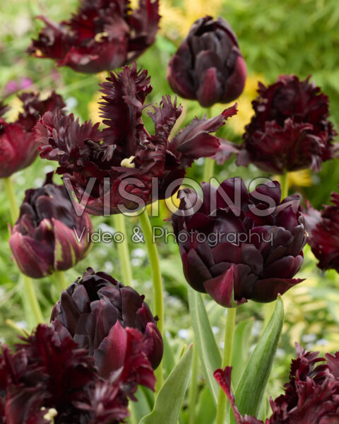 Tulipa Black Parrot, Black Hero