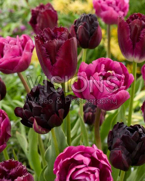 Tulipa mixed